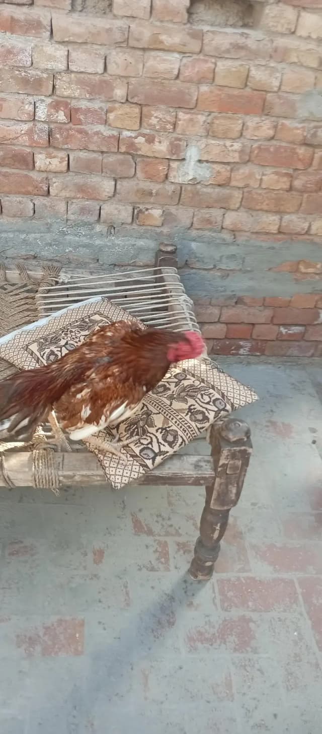 aseel murga