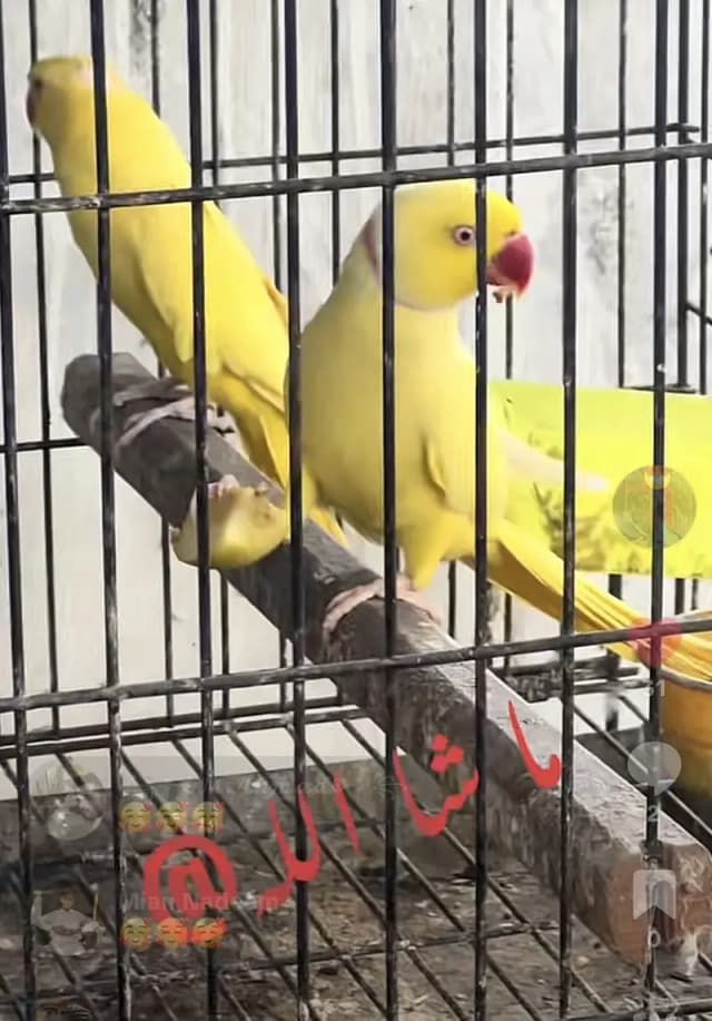 Yelow ring nk brdrr  birds differnt ptiz any birds now cal bixes cages