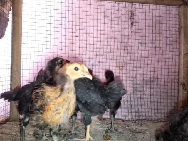 Pure desi chicks (Ganda singh and Kasur blood line)
