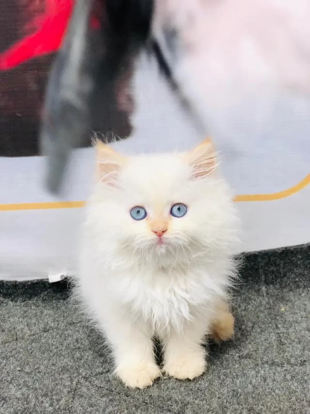 Parshion punch face kittens
