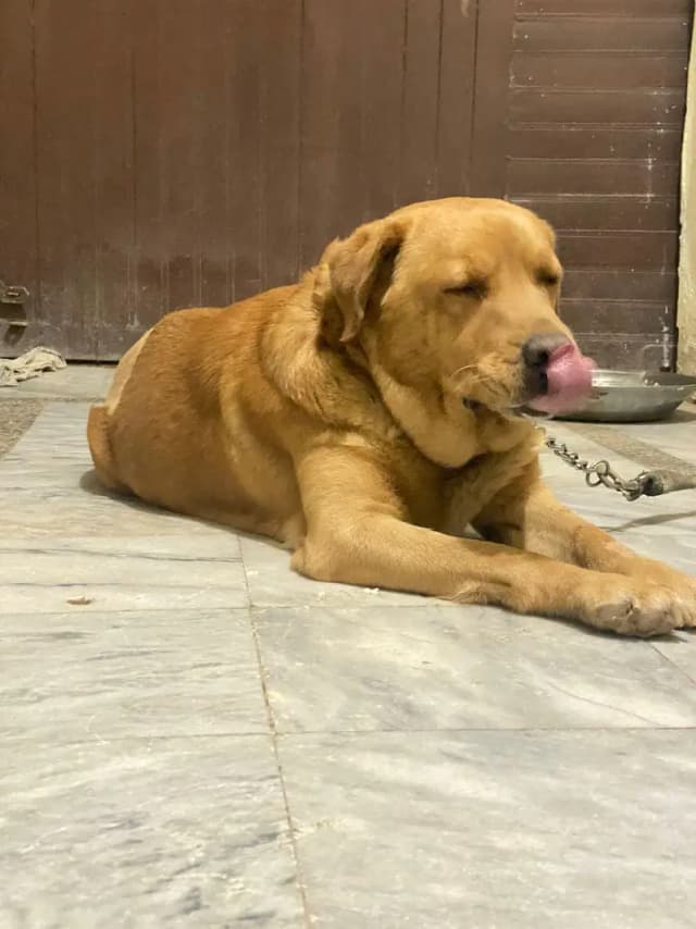 British Labrador dog