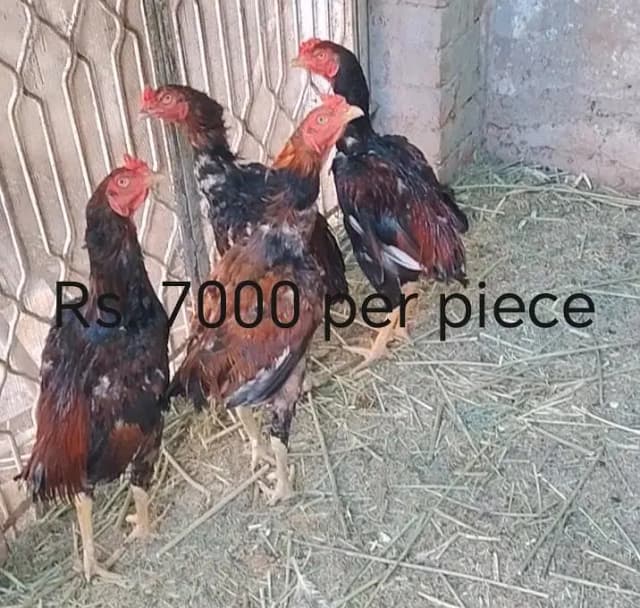 2Aseel Hens with 2Chicks+6 Cock(2Murgian+2Chozay+6 Murgy)3313544224