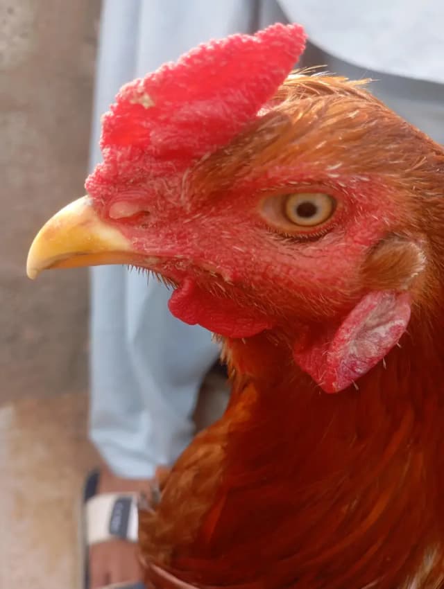 aseel murgha one eye best for breeding