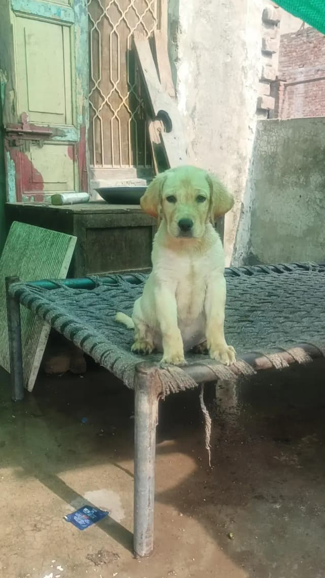 sweat Labrador colour brown and creamie last 2 puppies available male
