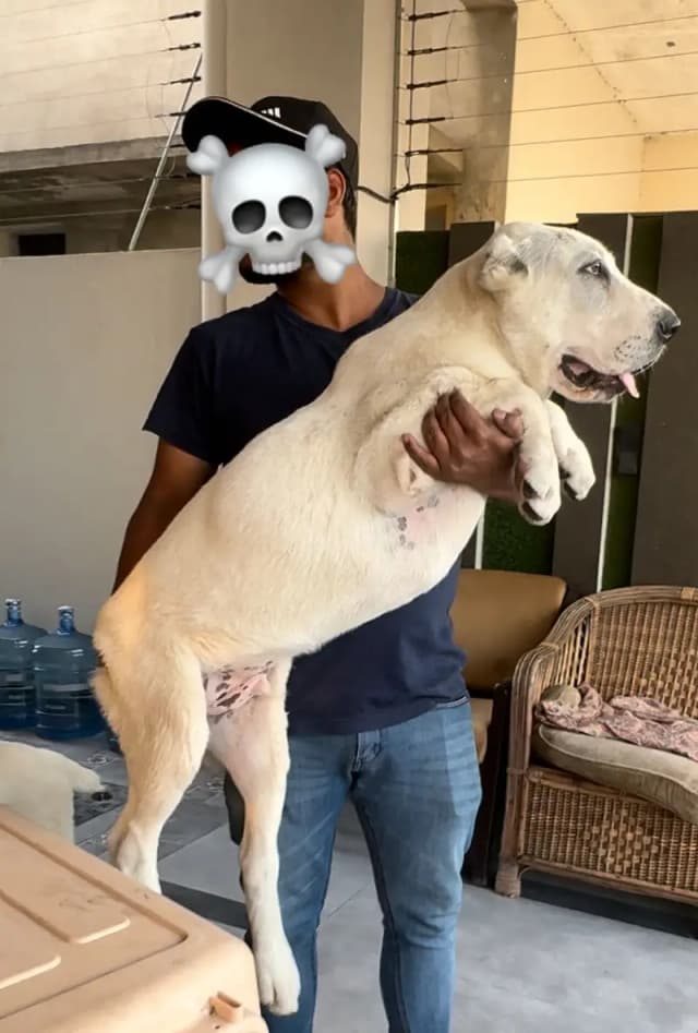 IMPORTED ALABAI PUPPIES | Available in Pakistan