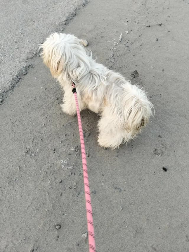 shahtzu dog