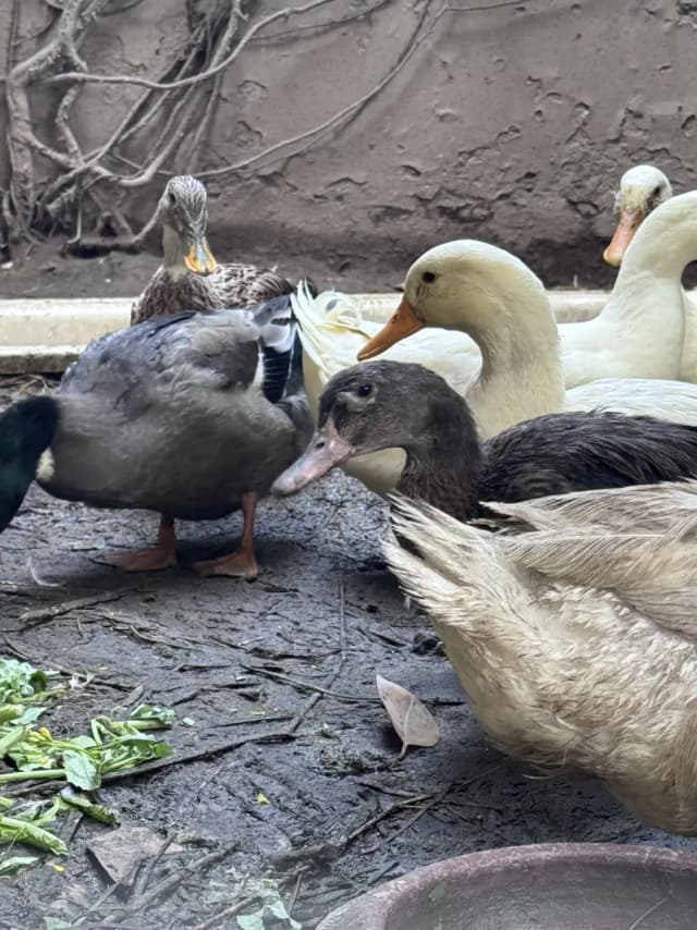 Ducks for Sale