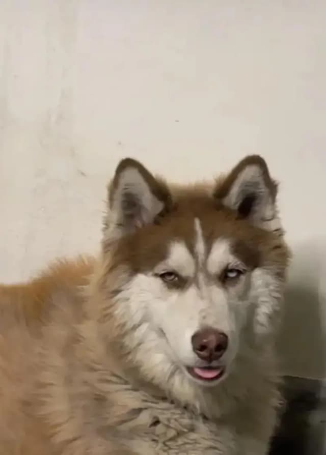 Siberian Husky wolly coat  male odd eyes ready for breeding