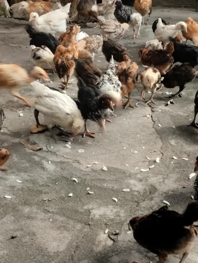 Golden misri chicks