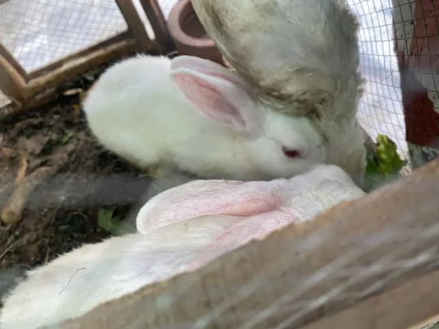 2 rabbits with jori
