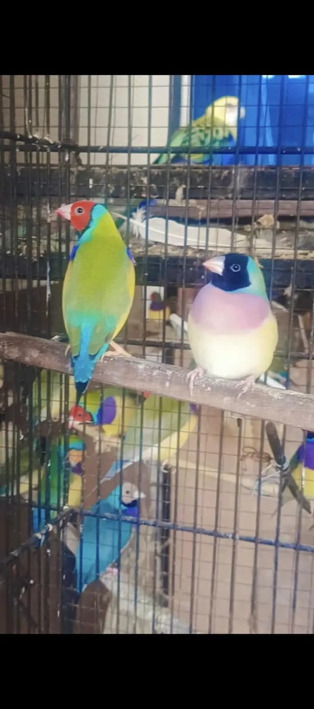Gouldian finches blue split