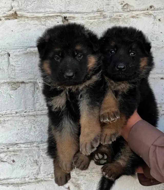 Triple coat German shepherd puppies