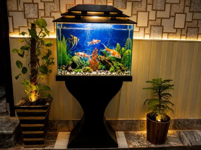 Modern Aquarium with Goldfish