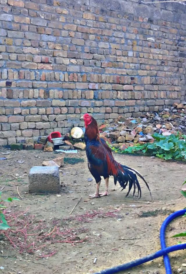 aseel Murga sale