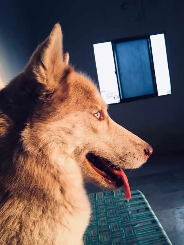Husky Male Blue Eyes