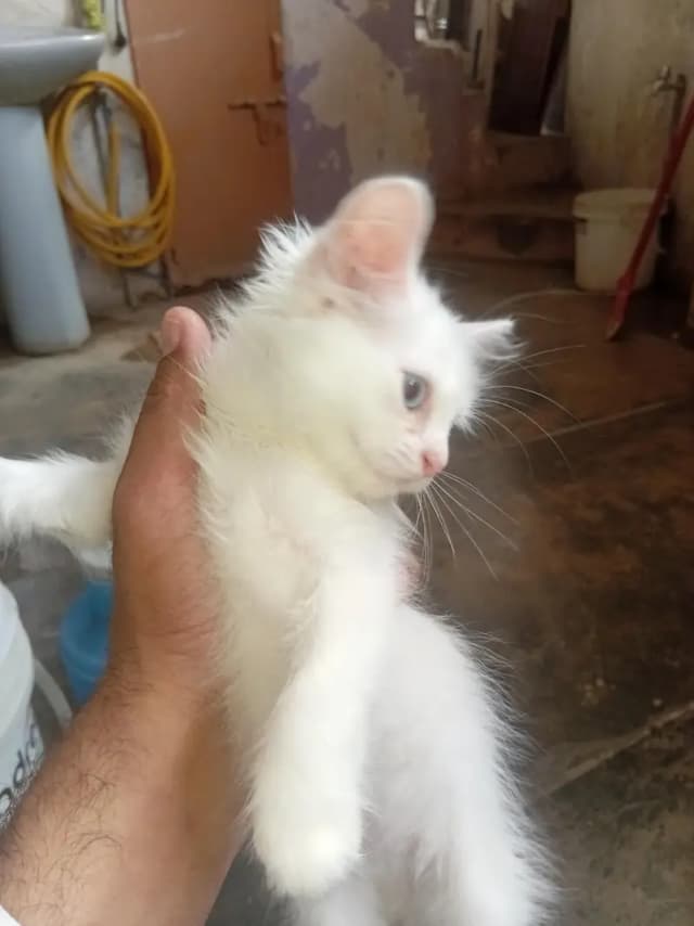 3 months healthy perisan  kittens  trained for sale