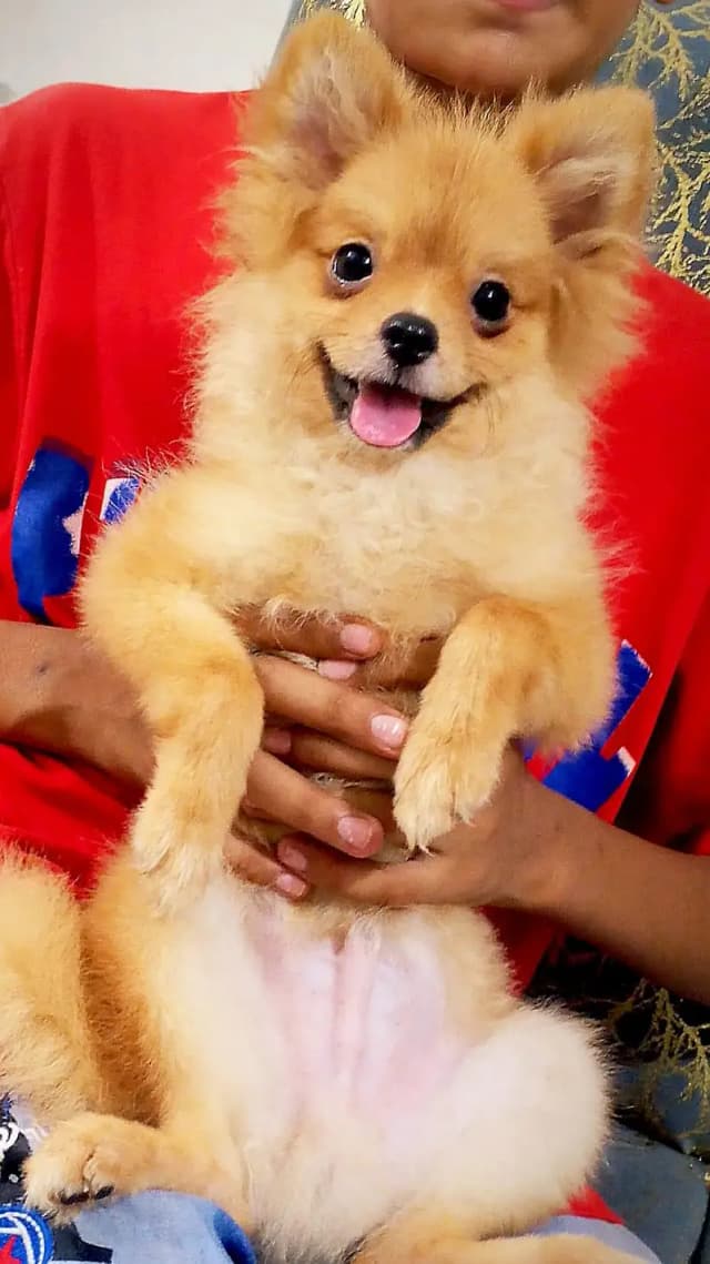 show class Pomeranian