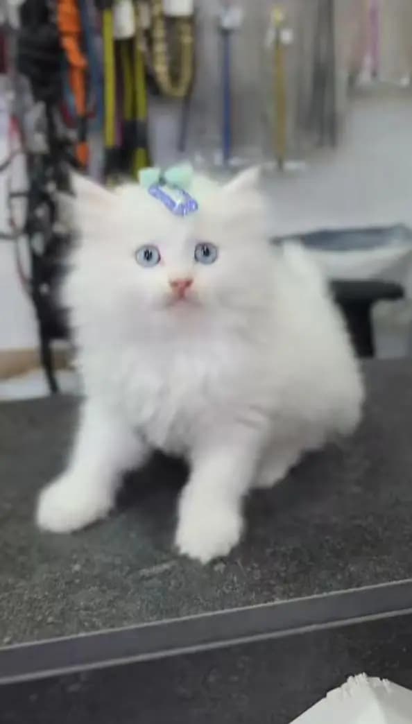 Cats | Persian | kittens |  Blue Eyes | O348O163O63 щatsap^krõ^