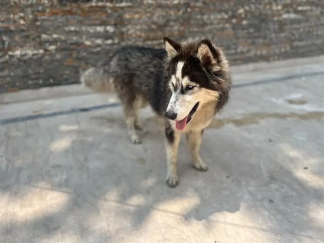 Husky | Siberian Husky | Pair available| Wolly Coat /Alaskan husky