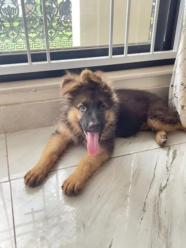 German Shepherd Puppy | Long Coat German Shepherd Puppy | GSD Pupps