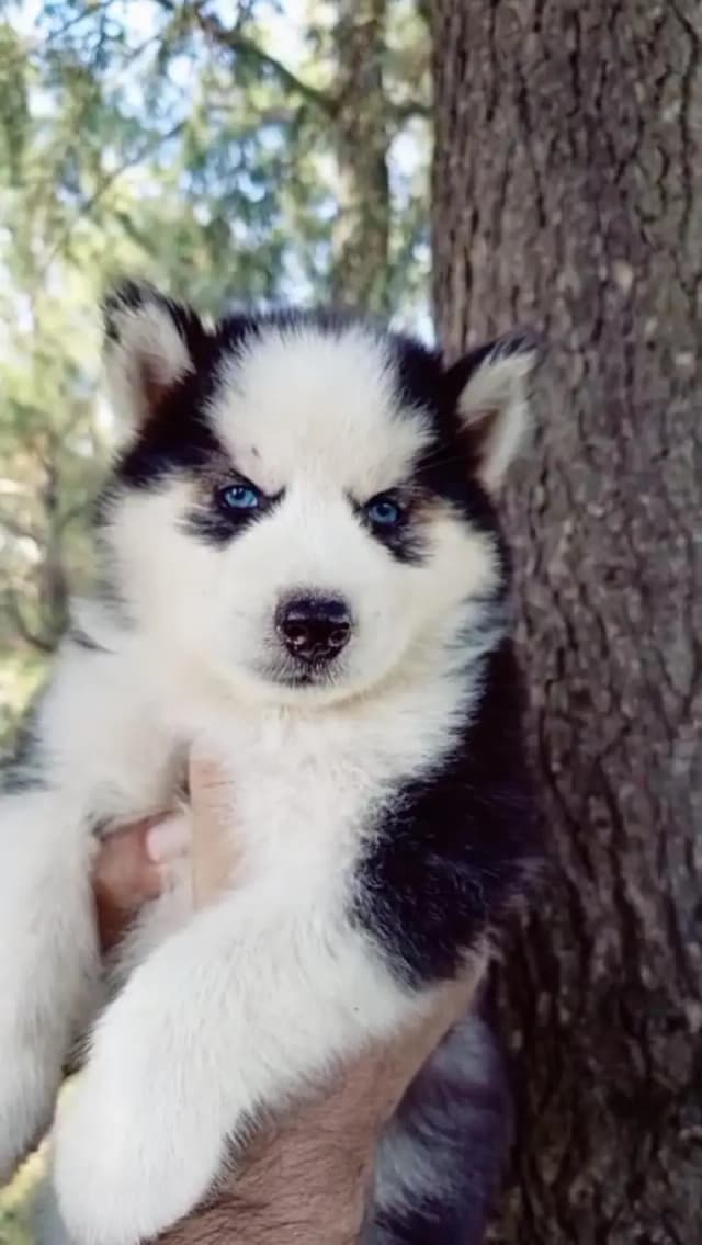 Husky male puppies : 0348 5816804