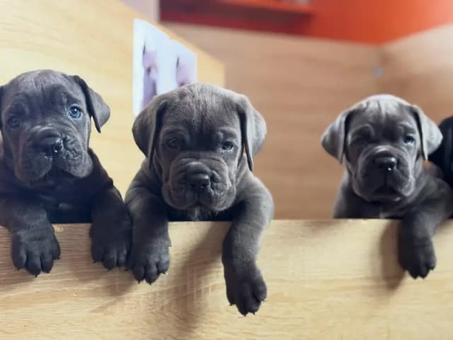 cane corso puppies