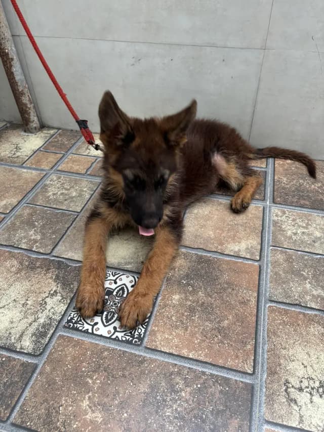 German Shephard Puppy 3 month old