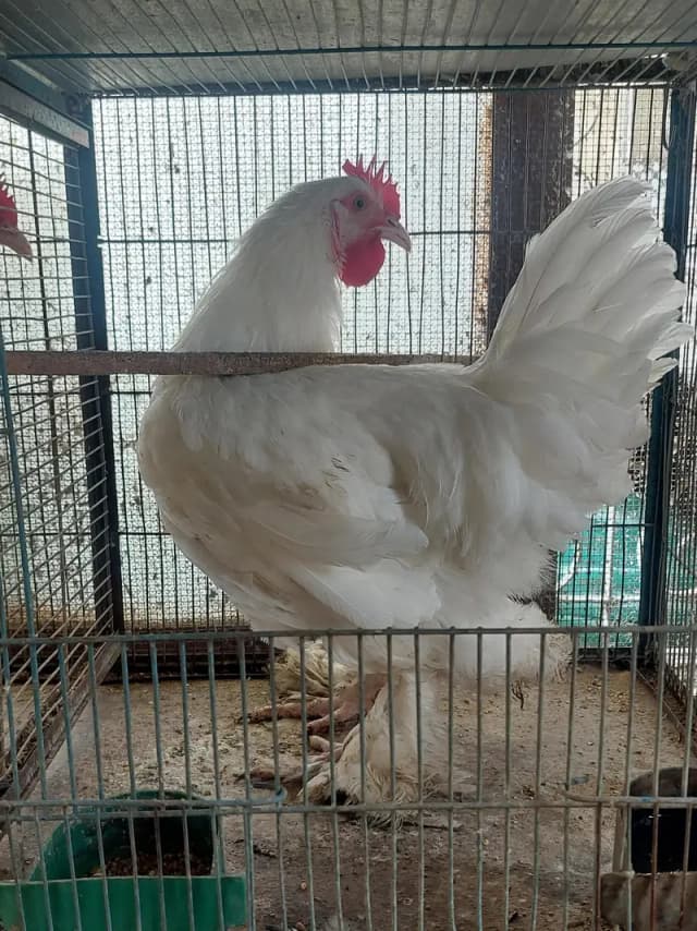 WhiteBuff Heavy Cochin
