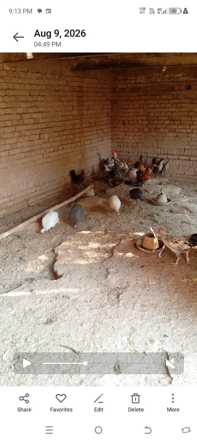 hens breader