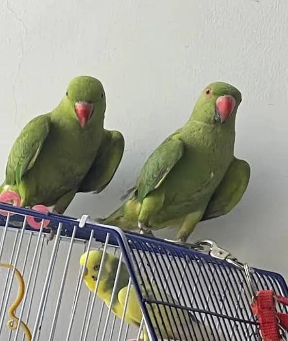 RINGNECK 2 FEMALE FOR SALE SINGLE & BOTH FOR FEMALES