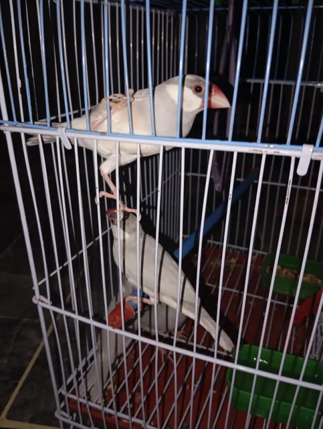 silver java pair very healthy and active ready to bread