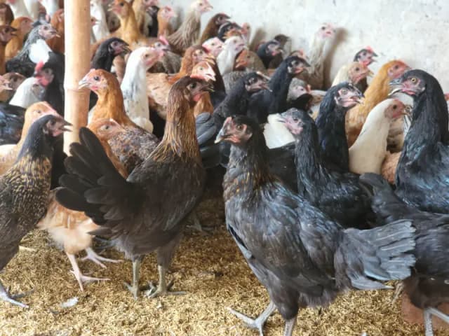 Golden Misri Hens |Golden Misri Patthi | Eggs| Birds
