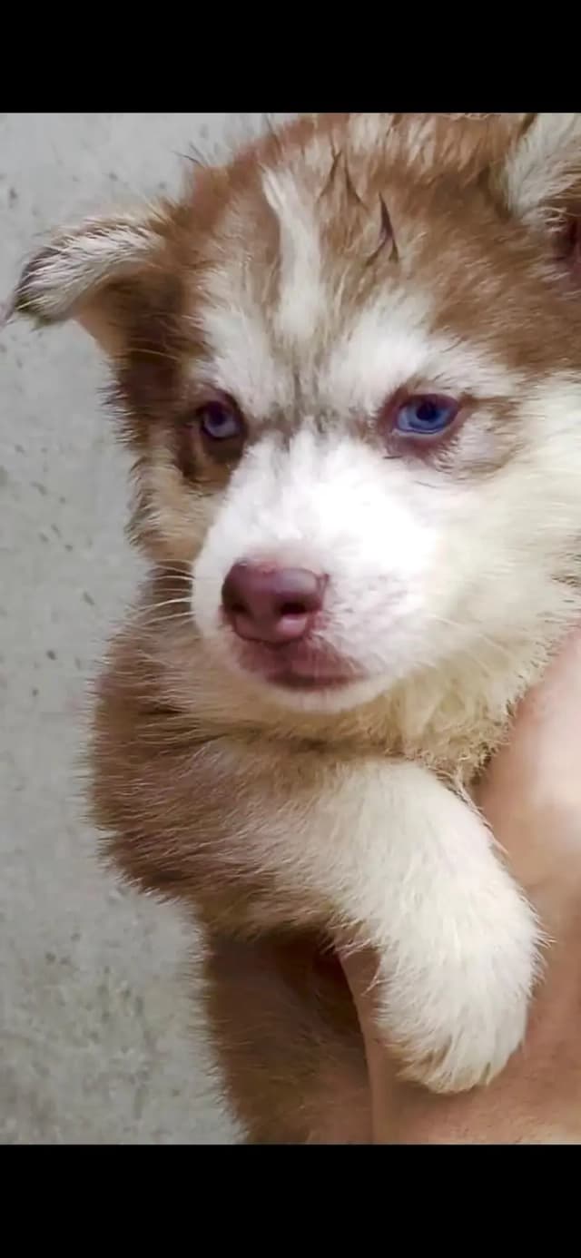 Siberian husky puppies | blue eyes | wolf coat | beautiful and healthy