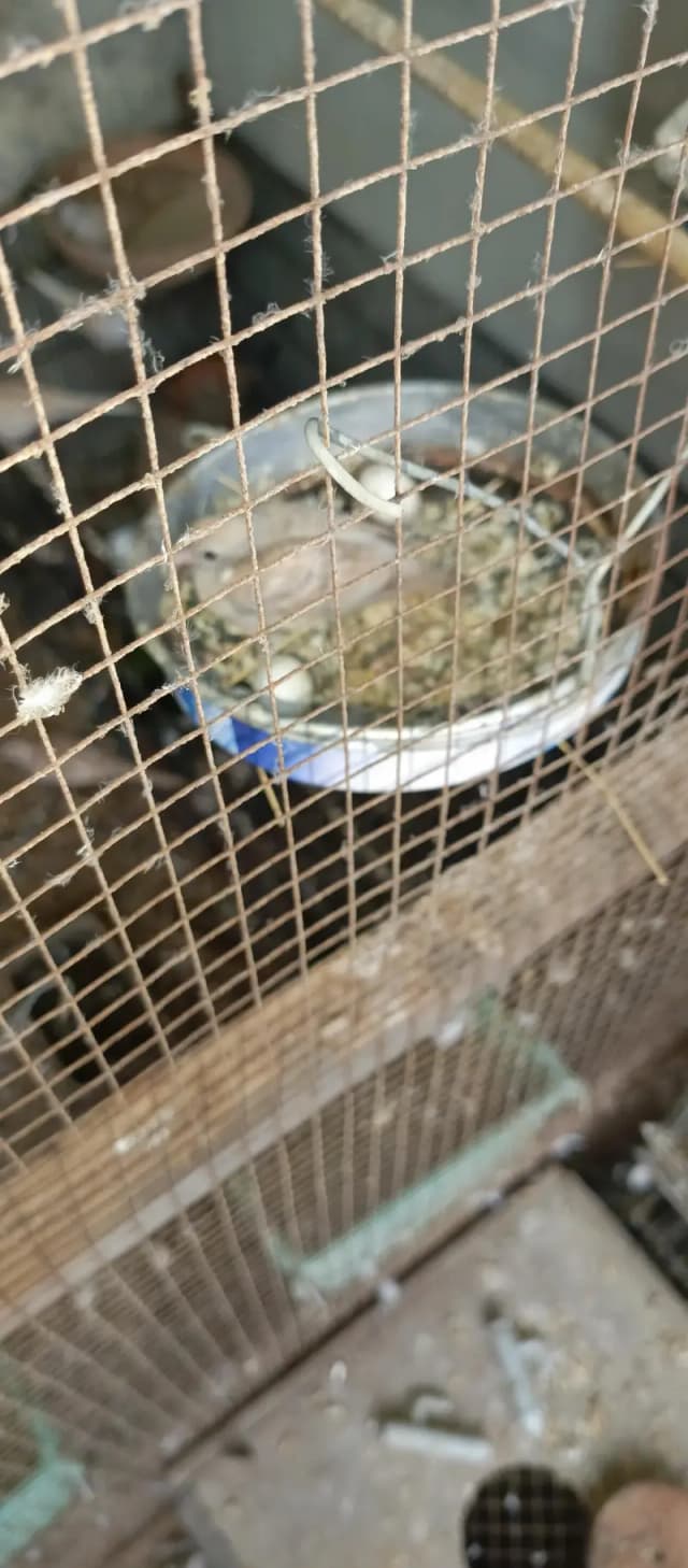 Healthy Birds