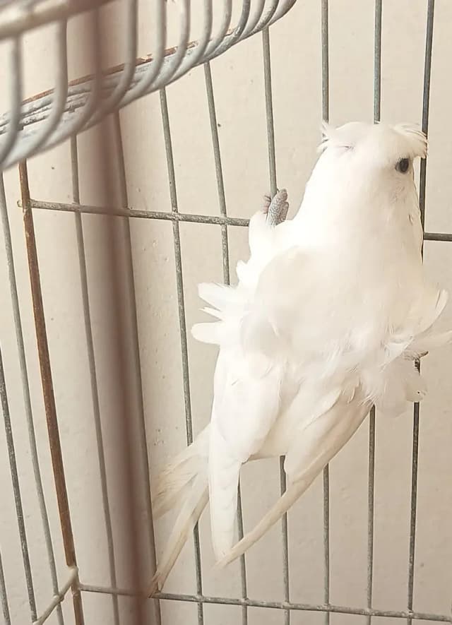 white hogroomo male white PCB female under size spare
