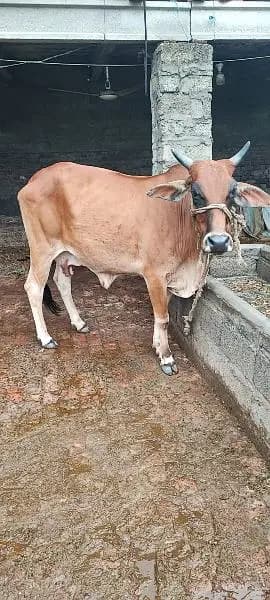 sahiwal cross cow  | Gaban Cow for sale |contact numberß 03480545618