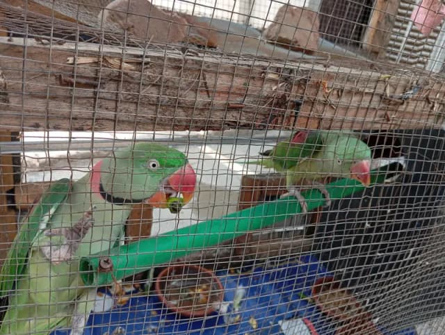 Raw parrot breedar pair
