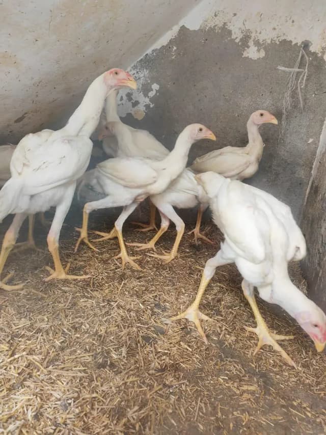 shamo   pchte. pchtya