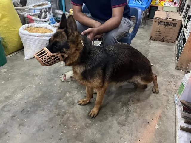 German Shepherd for Sale