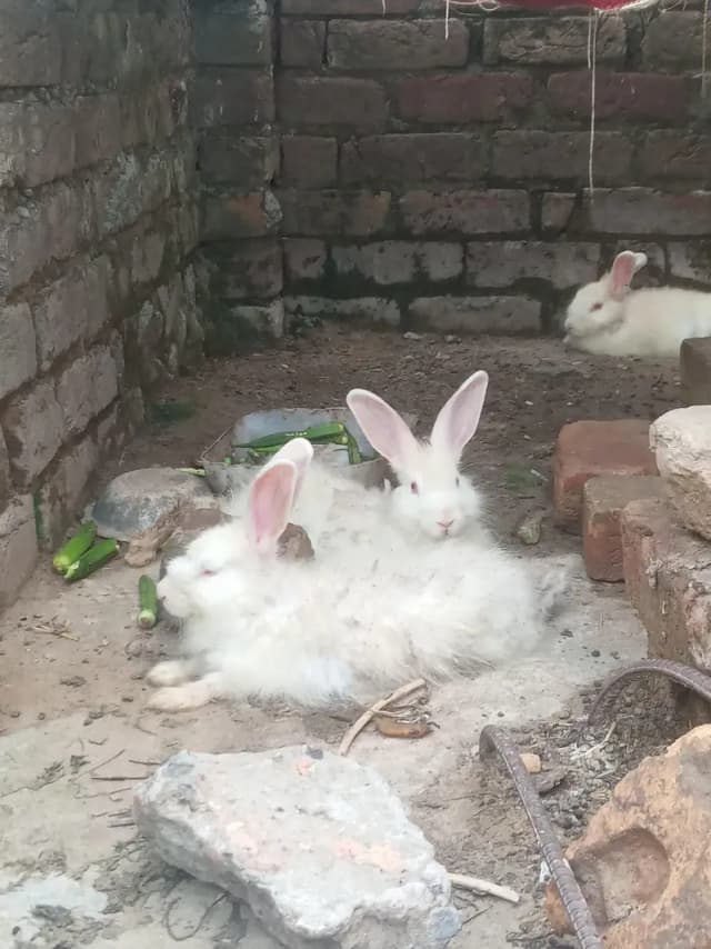 Angora Rabbits