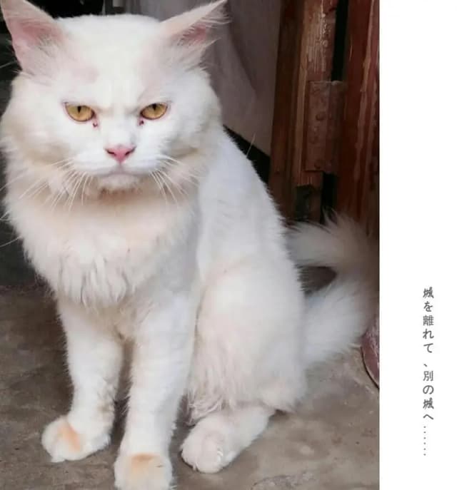 male only stud not for sale cat sale k liye available ha