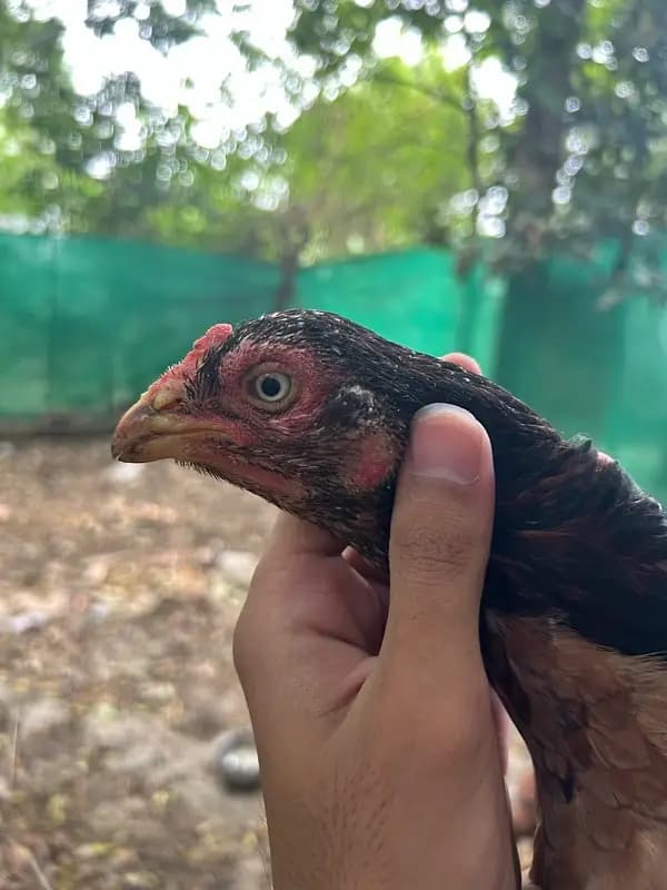 aseel hen