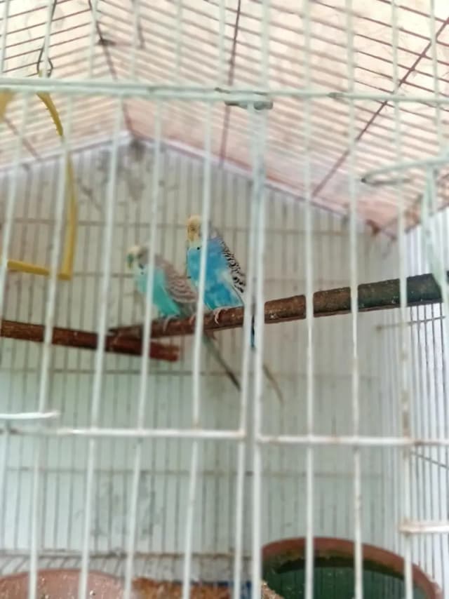 beautiful breeder pair for sale