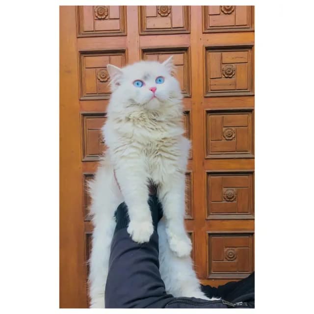 door step cash on delivery Persian Punch face triple coat cat Kitten