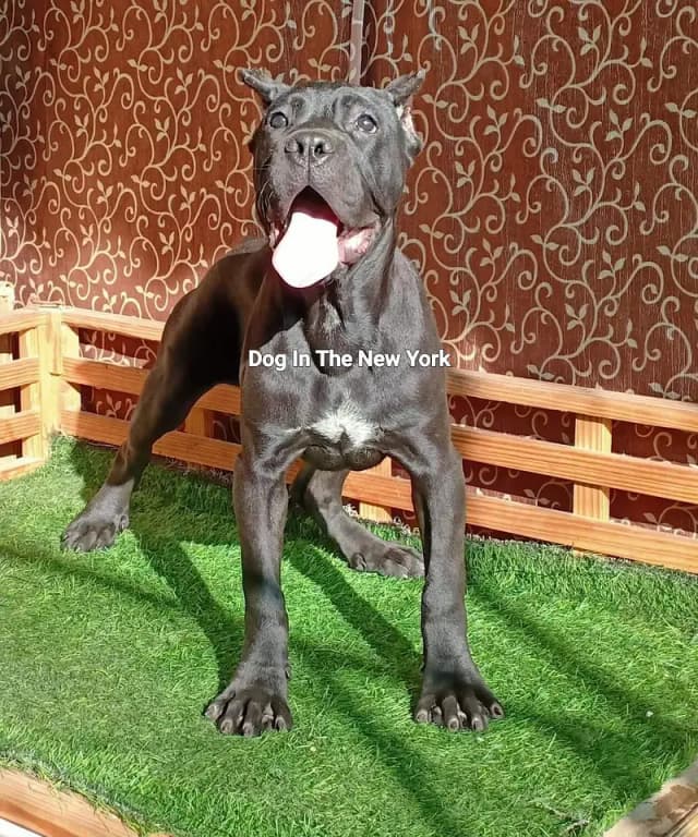 Premium Cane Corso Imported Puppies Available For Sale