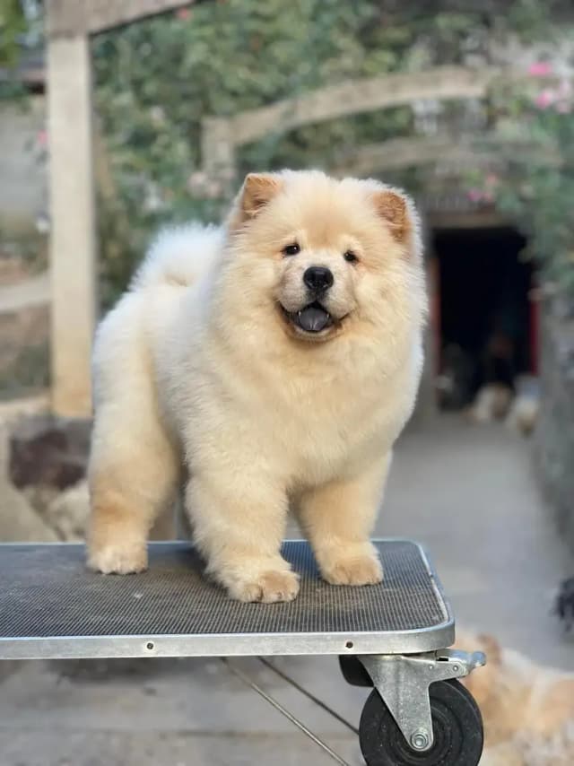 Lion Head Extreme Quality Chow chow Puppy Available For Import