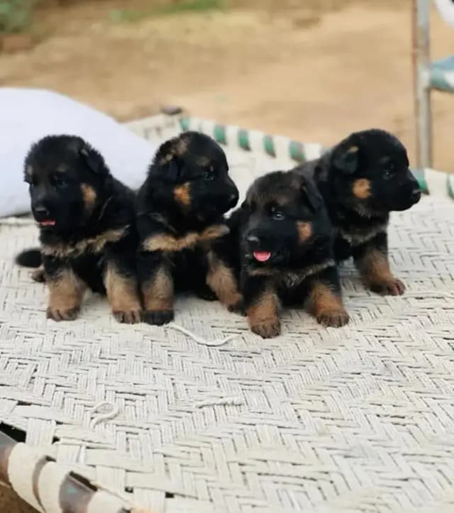 germanshepherd triple coat puppies 03199621104