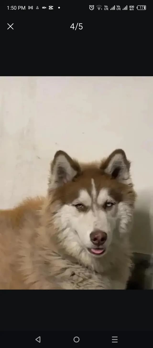 husky male stud . odd eyes husky available for breeding