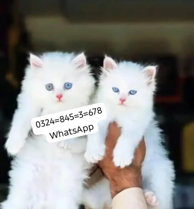Persian cat for sale male  femal my   0324845367**eight** hai WhatsApp