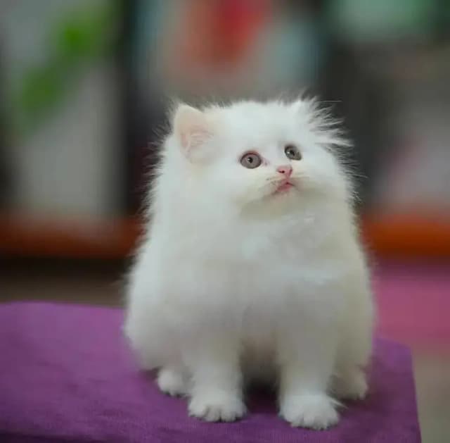 English: persian kittens|triple Coated|Punch Face kittens_cute|fluffy
